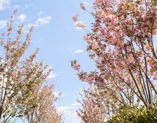 «Мрия» курорт (бывш. MRIYA RESORT&SPA)